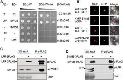 LFR Physically and Genetically Interacts With SWI/SNF Component SWI3B to Regulate Leaf Blade Development in Arabidopsis